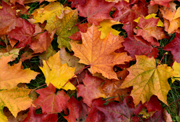 To mulch or not to mulch?