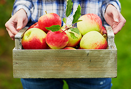 Apples & Pumpkins