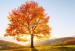 Fall Tree Care
