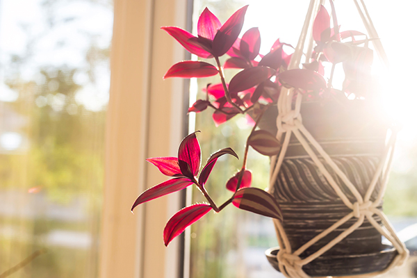 Make your own plant hangers