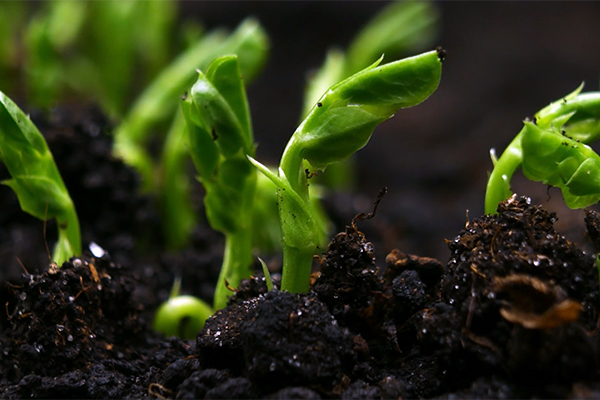 Spring Garden Tips